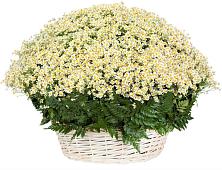 Цветочная композиция из Ромашки в корзине #REPLACE_PRED# Перевальном